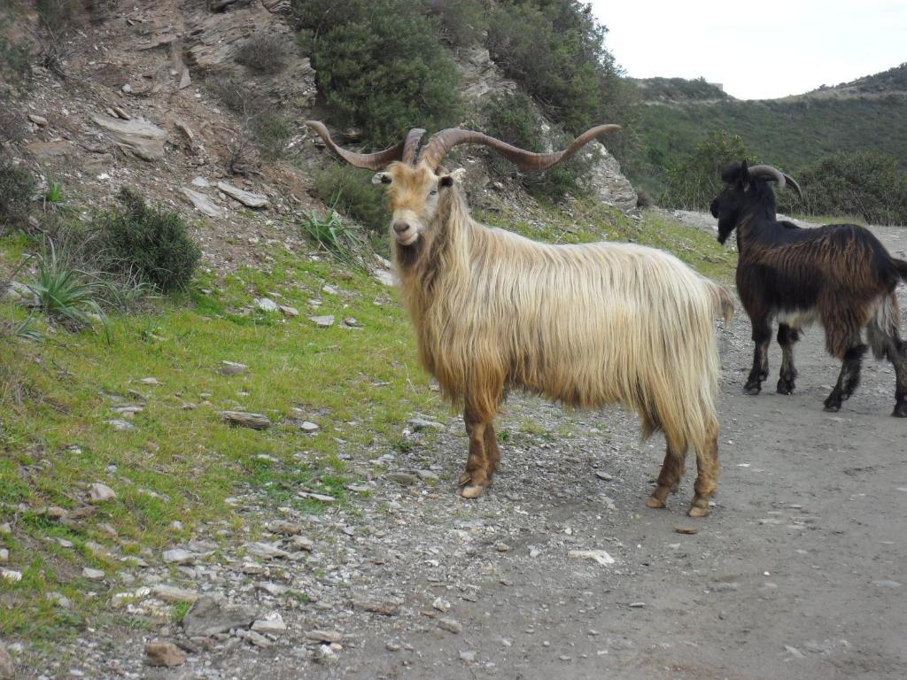 Gite U Licetu A La Campagne Oreta Luaran gambar