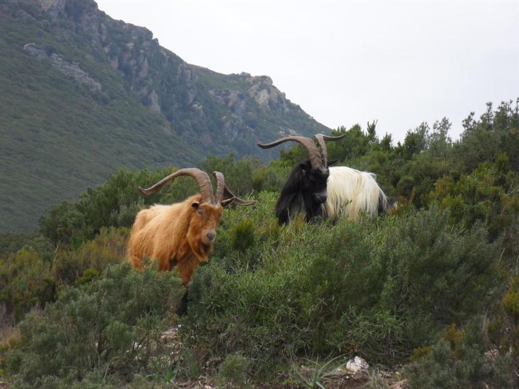 Gite U Licetu A La Campagne Oreta Luaran gambar