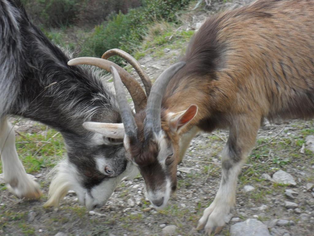 Gite U Licetu A La Campagne Oreta Luaran gambar